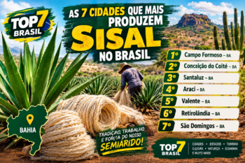 As 7 cidades que mais produzem sisal no Brasil